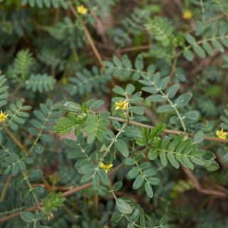 Tribulus Terrestris