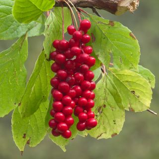 Schisandra